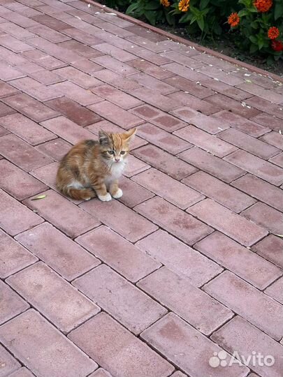 Котики бесплатно в добрые руки