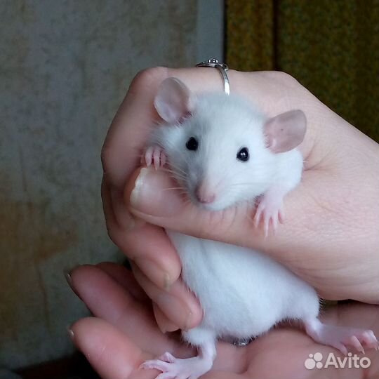 Крысята