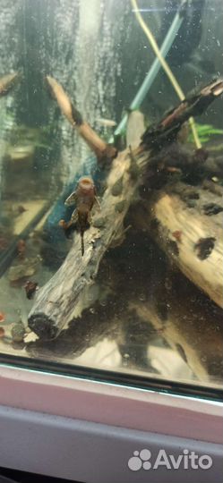 Рыбки молинезии, сомики анциструс