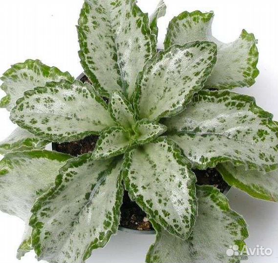 Хириты серебряные листья