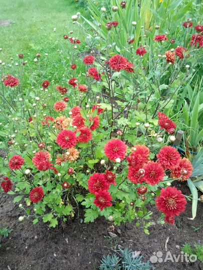 Хризантемы