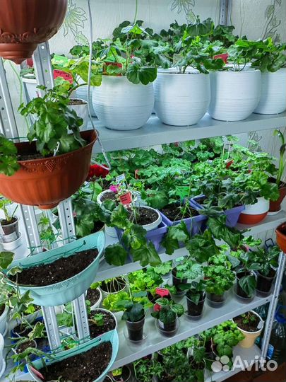 Пеларгония герань. Личная коллекция