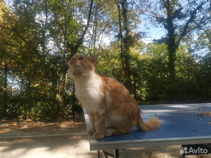 Отдам котенка в добрые руки