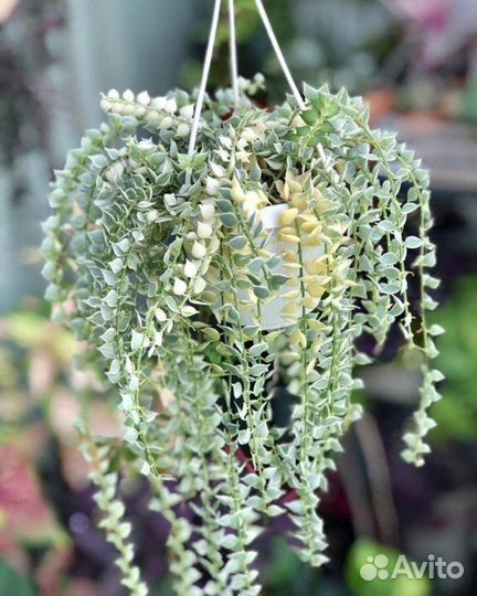 Хойя хешкелиана, дисхидия, сциндапсусы