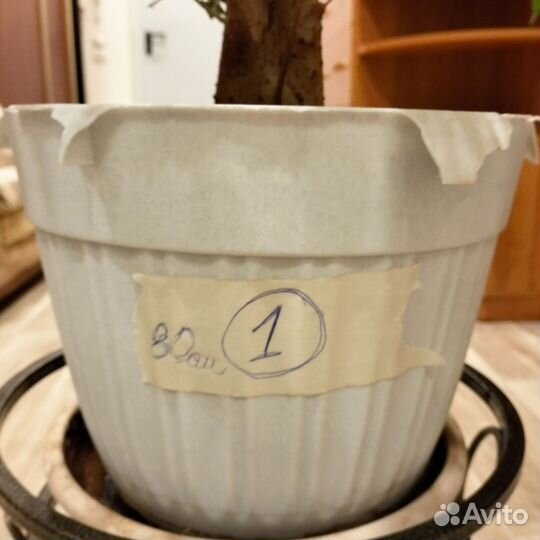 Фикус Бенжамина 82см номер 1