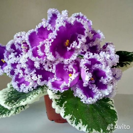 Фиалки, различные сорта, комнатные растения