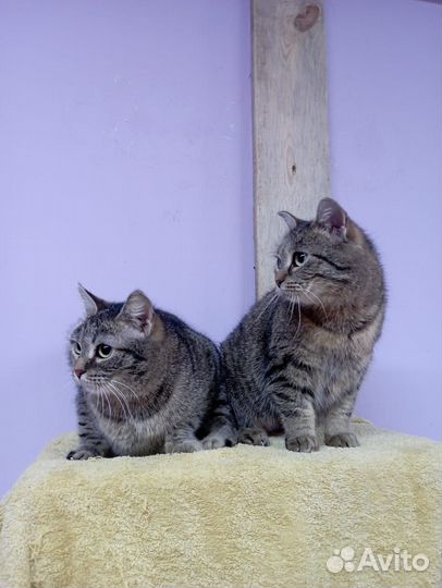 Кошки в добрые руки