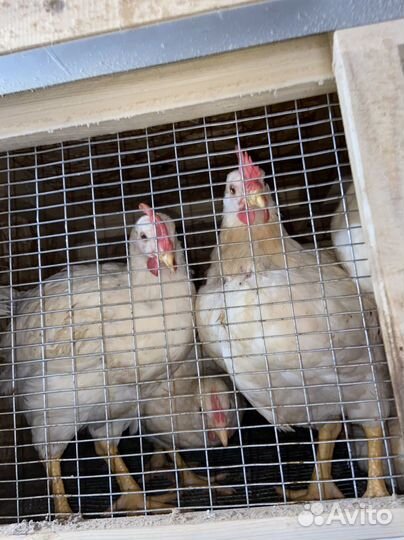 Петух ломан браун