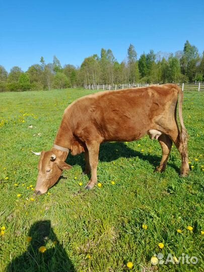 Корова дойная, порода сычевка, 2 отелов