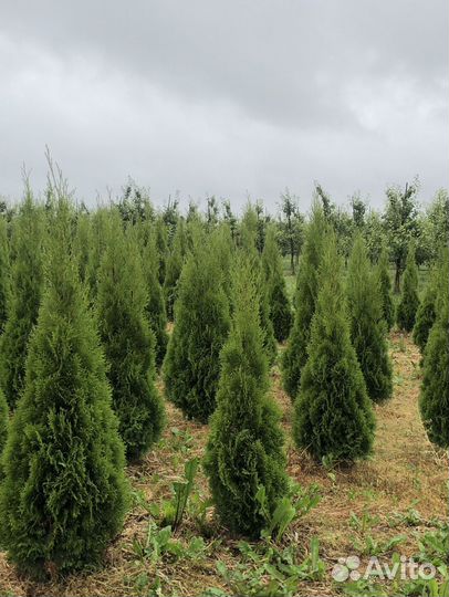 Туи в ассортименте: Колумна, Брабант, Смарагд