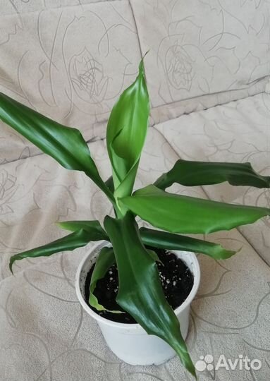 Драцена гукера