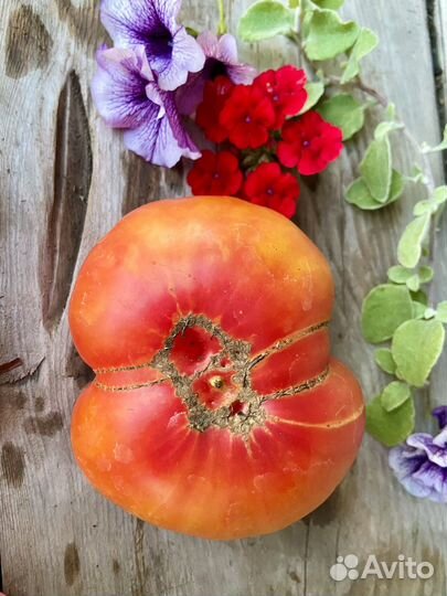 Семена редкого томата медовуха