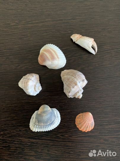 Набор ракушек для декора