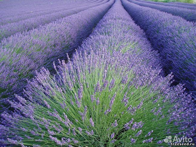 Лаванда узколистная фиолетовая, семена