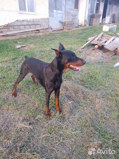 Доберман вязка, так же для фотосессии