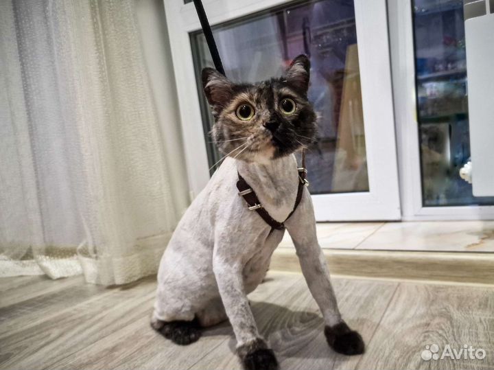 Груминг кошек и собак