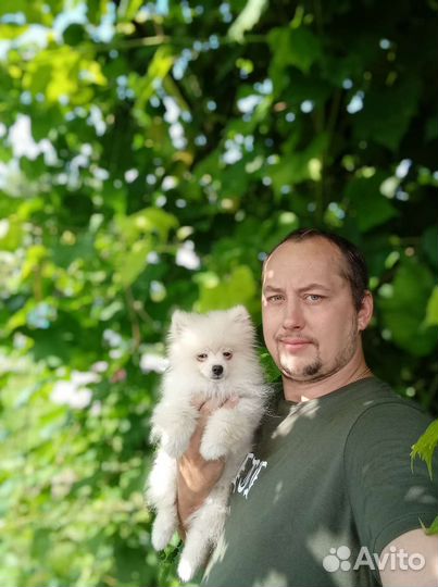 Шпиц немецкий