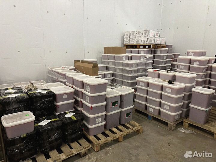 Красная Икра Кеты / Оптом 2023