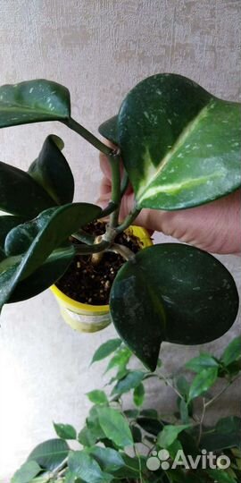 Хойи продажа