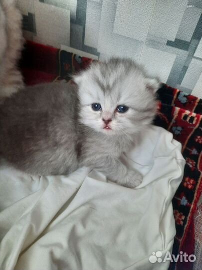 Шотландские котята
