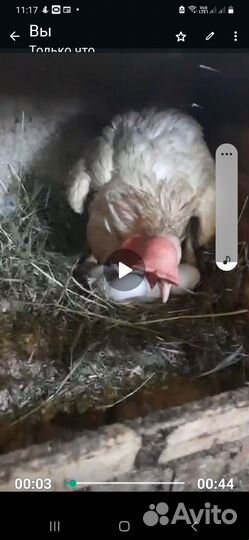 Куры несушки