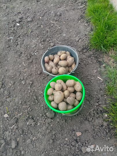 Семенной картофель