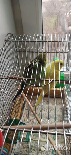 Птенцы волнистого попугая