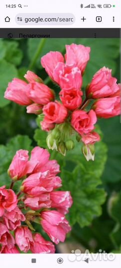 Герань тюльпановидная 