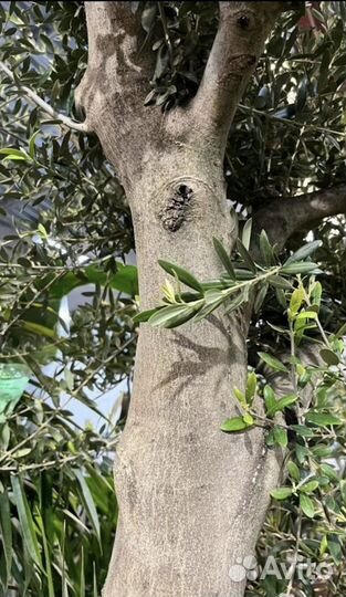 Олива Европейская 2.70