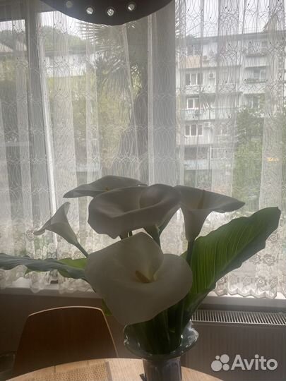 Цветы каллы