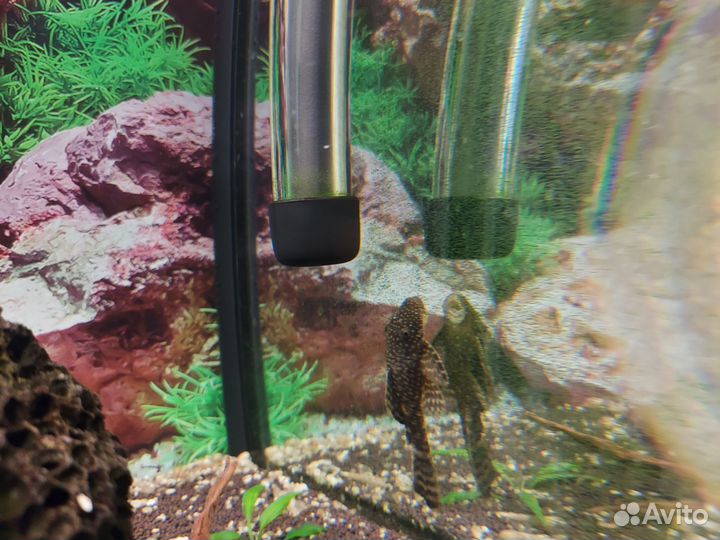 Аквариумные рыбки тернеция, анциструс, гурами