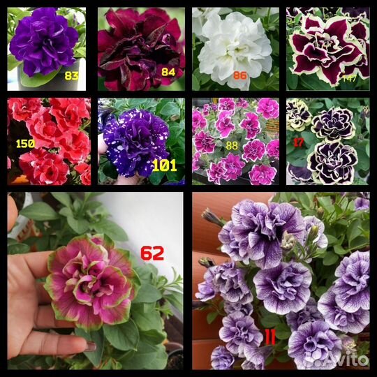 Петуния, калебрахоа, биденсы, остиоспермум и др