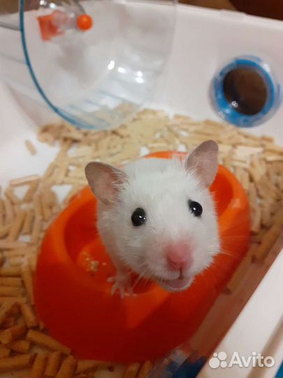 Передержка