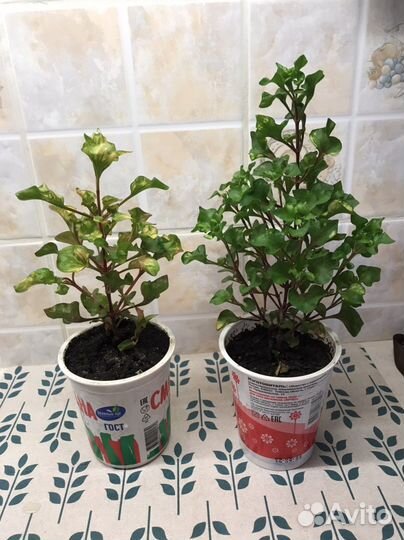 Альтернантера бетзикиана