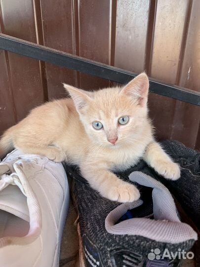 Котятки