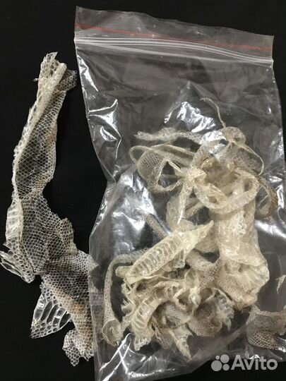 Выползок черного удава (кожа после линьки)