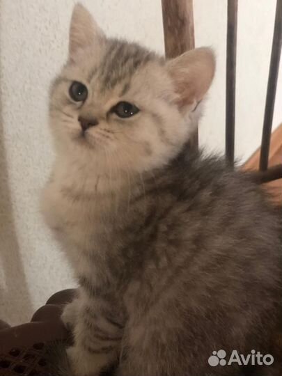 Британская