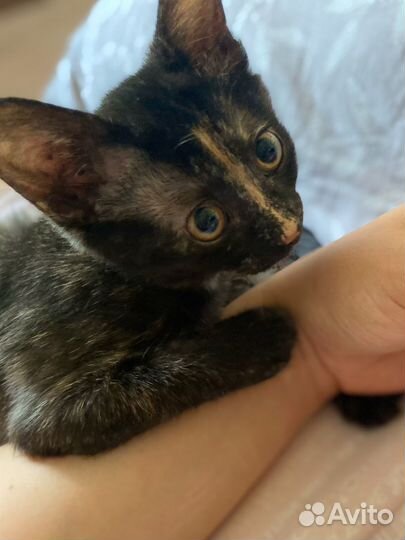 Котенок в добрые руки