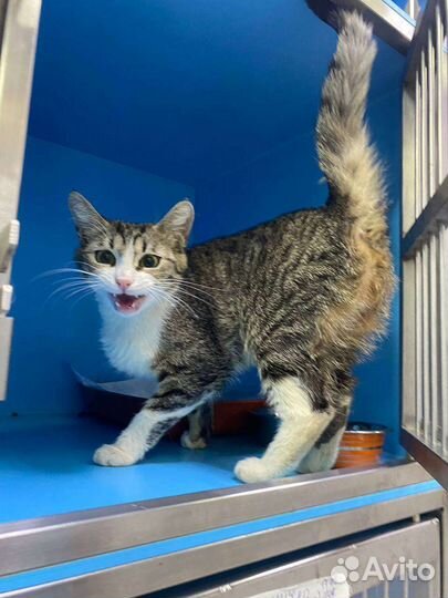 Кошечка Жуня ищет родителей