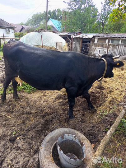 Продаются телята (тёлочки), три, четыре месяца