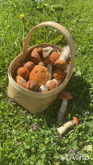 Грибы свежие красноголовники и подберезовики