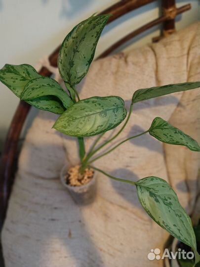 Аглаонемы Фридман, Мария, Квин, Сильвер Бэй