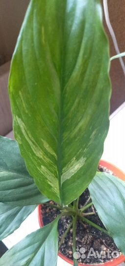 Спатифиллум Гаити