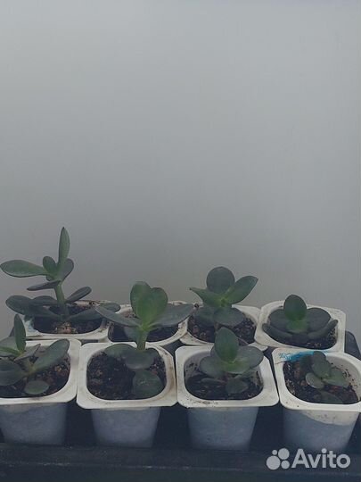 Композиции и саженцы крассула овата