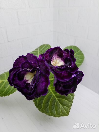 Глоксиния махровая