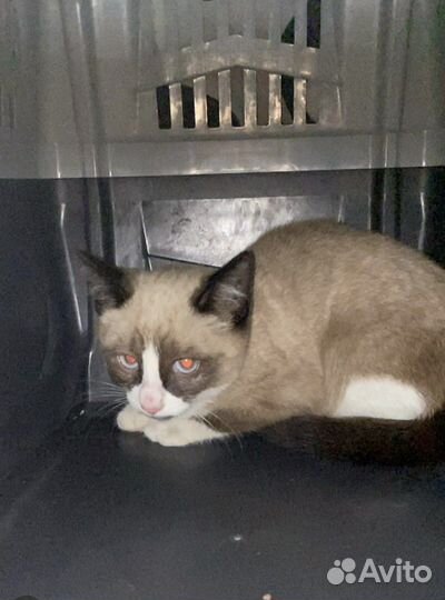 Спасли из под машины котенка сноу шу