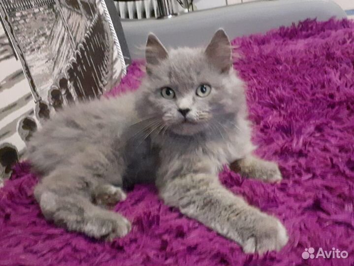 Котенок в дар мальчик