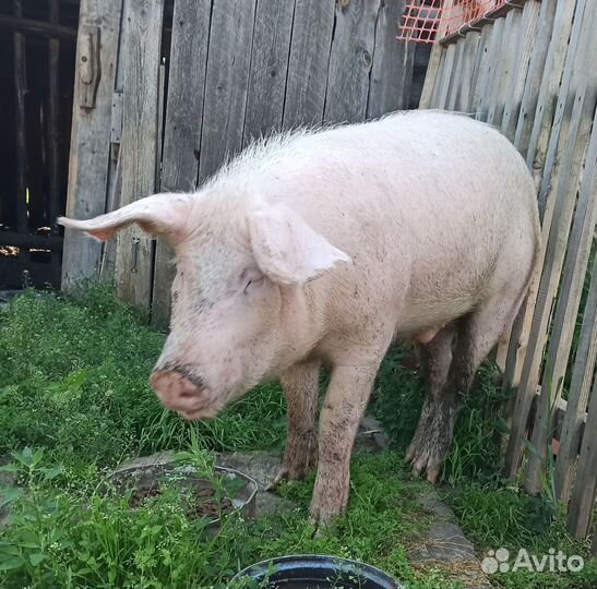 Хряк на племя