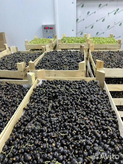 Клубника, малина, смородина ящиками