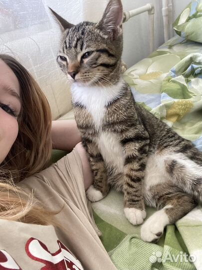 Нашли котенка